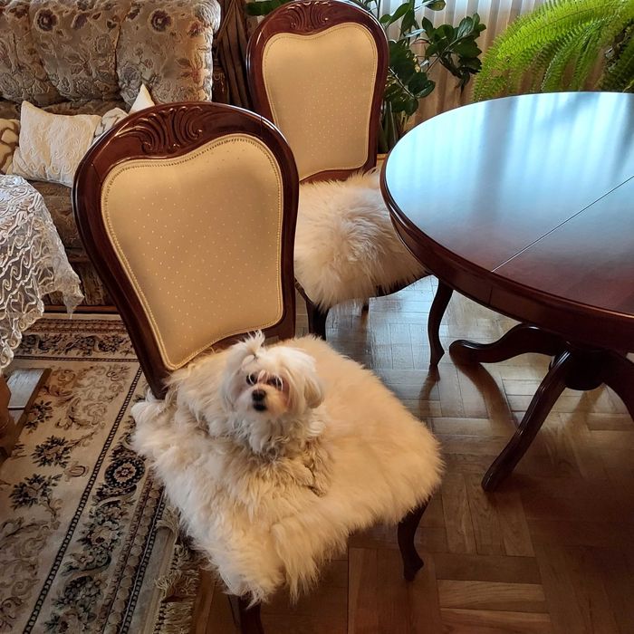 Skóra Owcza-Skóry Owcze 2x Podkładka na Krzesło