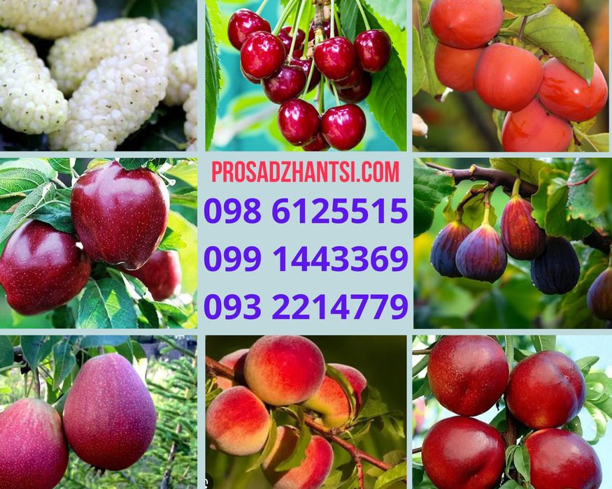 Саженцы плодовых Яблони Груши Черешни Персика,Колоновидные,Розы, є все