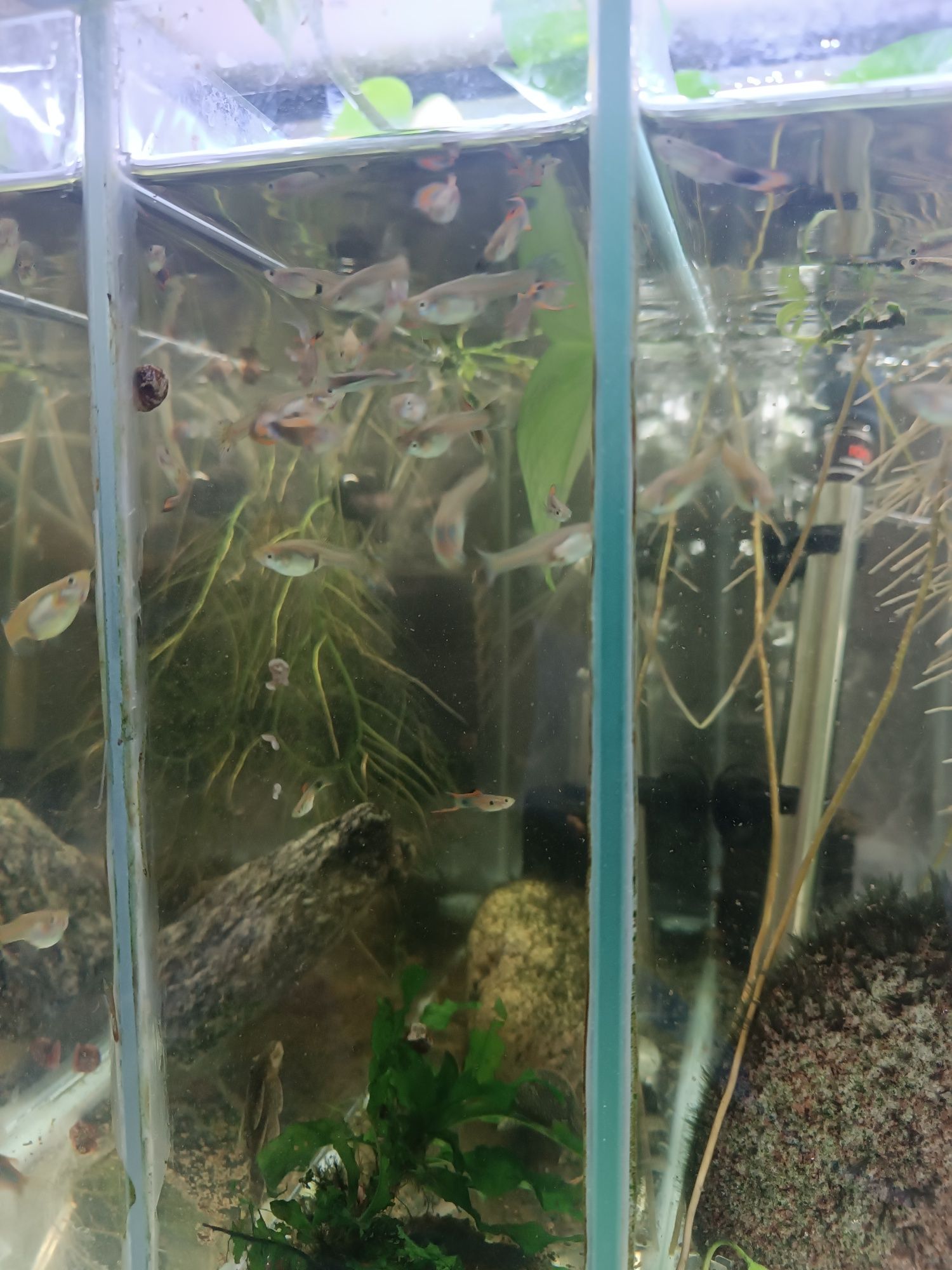 Vendo cerca de 40 guppys