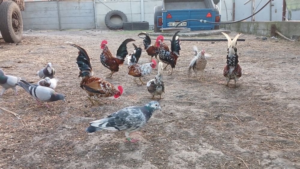 Бентамка (декоративні карликові кури)