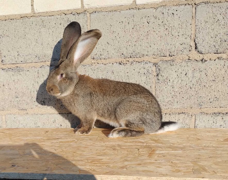 Króliki Olbrzymy belgijskie