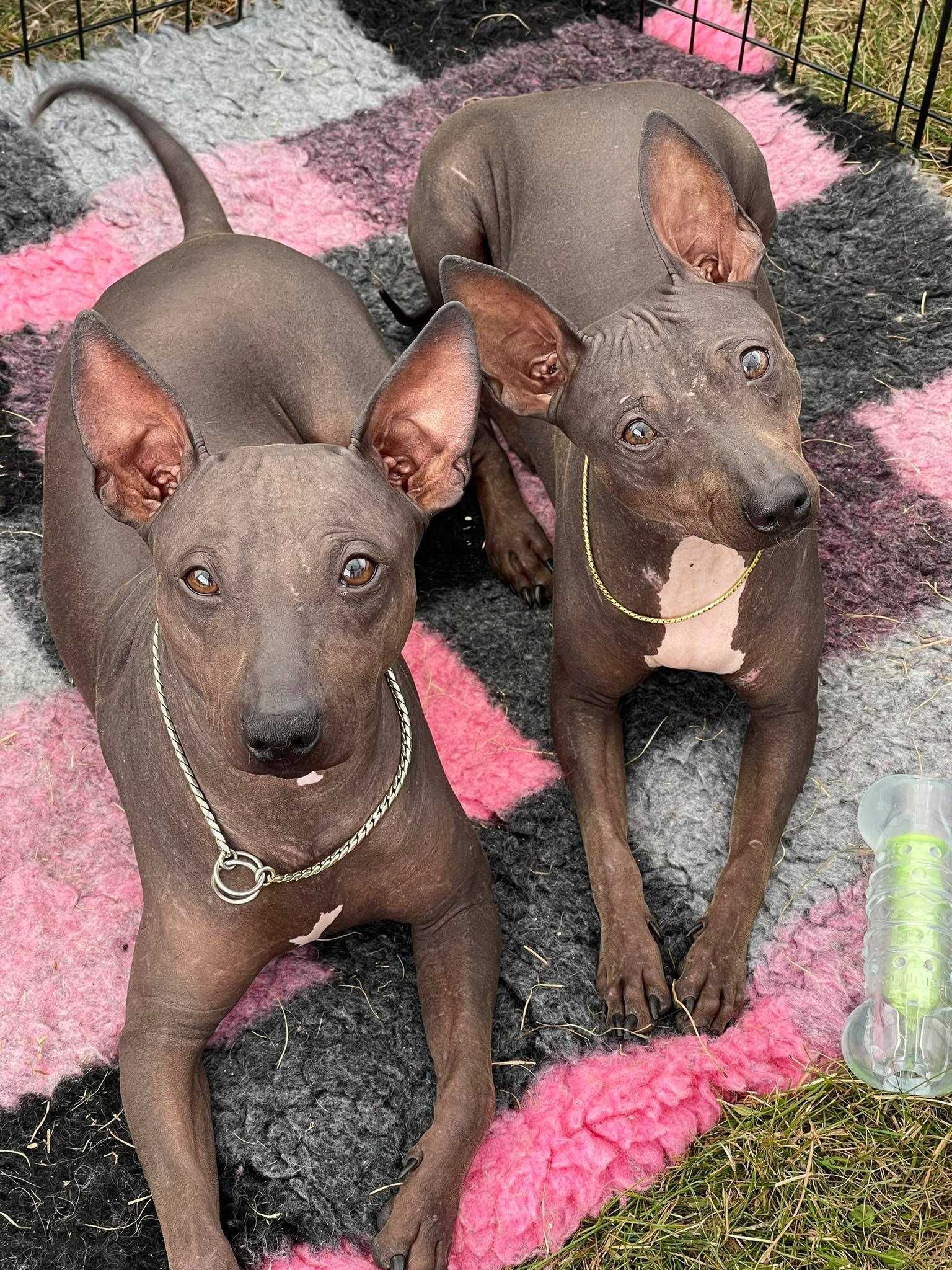 American Hairless Terrier - Nagi pies Cudowny odchowany chłopczyk ZKwP