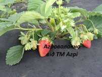 Агроволокно 60 г/м² чорне (1,60*10м) для мульчування. Туреччина
