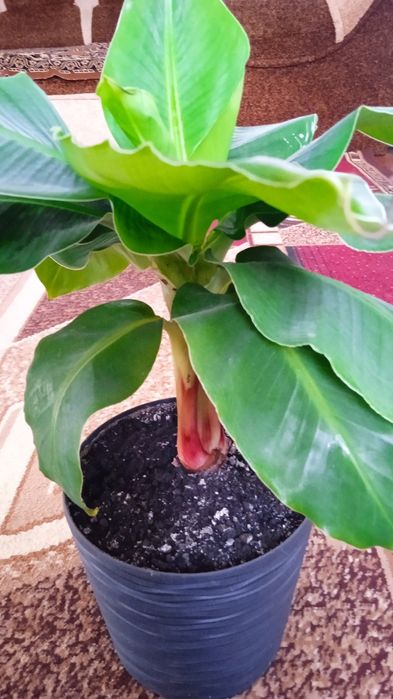 Банан кімнатний карликовий