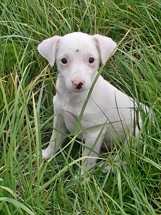 Jack Russell Terrier