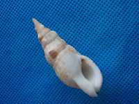 Muszle morskie- Colubraria tenera