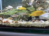 Ciclideos africanos,caracois,ancistrus