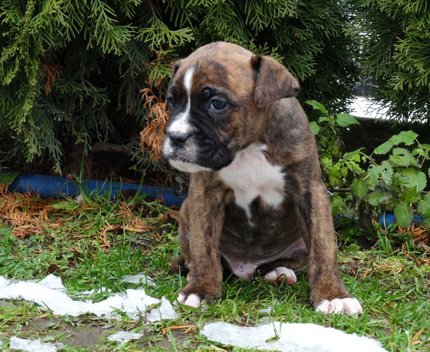 Bokser pręgowany z Rodowodem