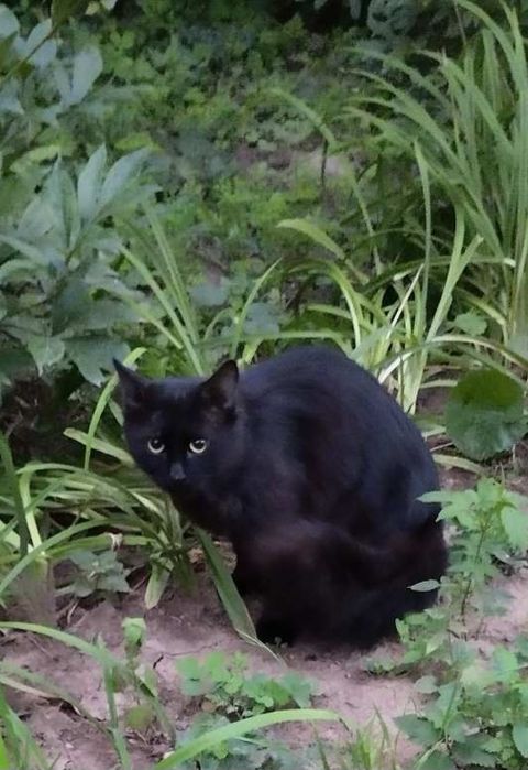 Кіт чорний кот котик безкоштовно в добрі руки