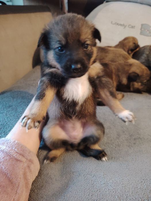 Szczeniaki polecają się do adopcji