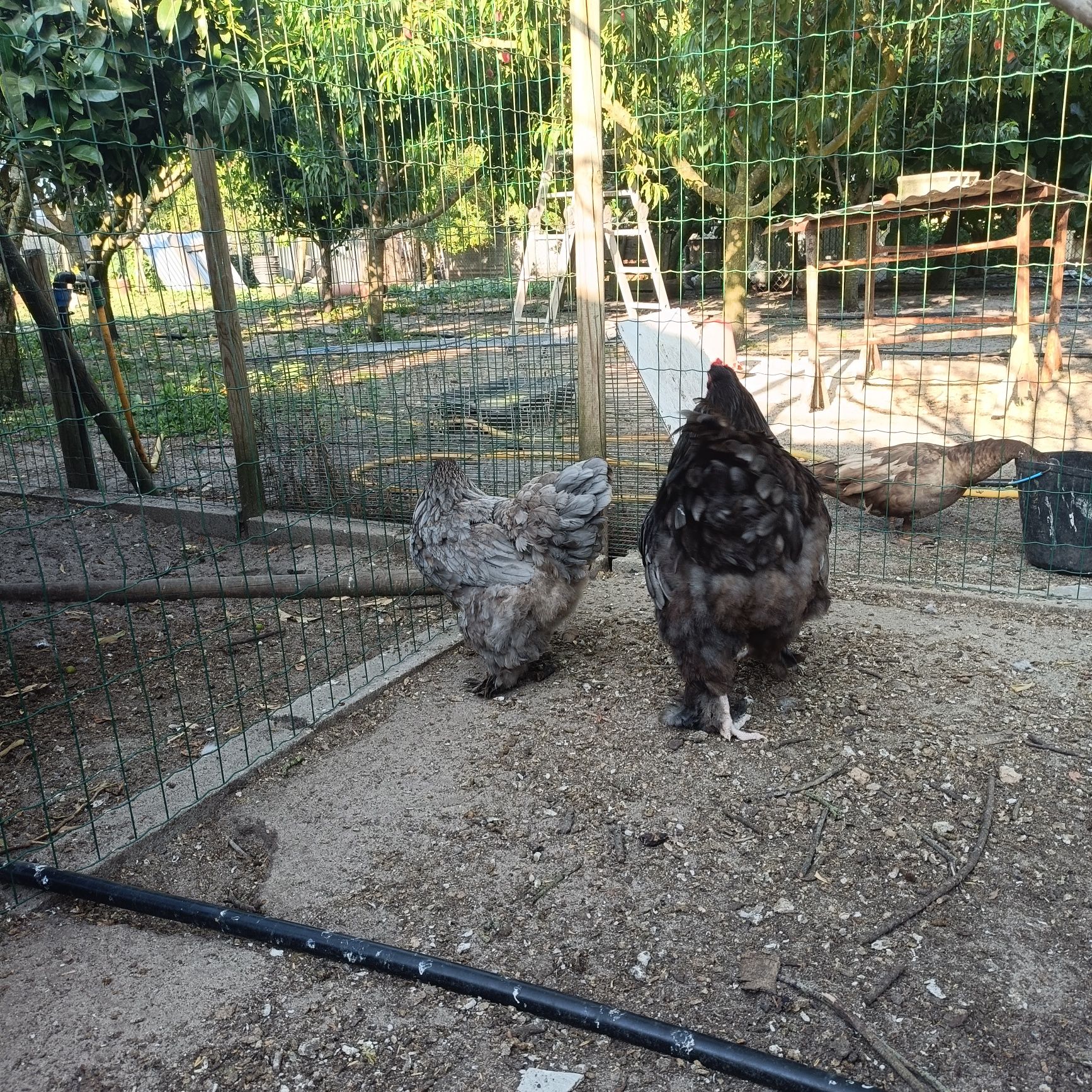 Casal ou Trio de Brahma Azul