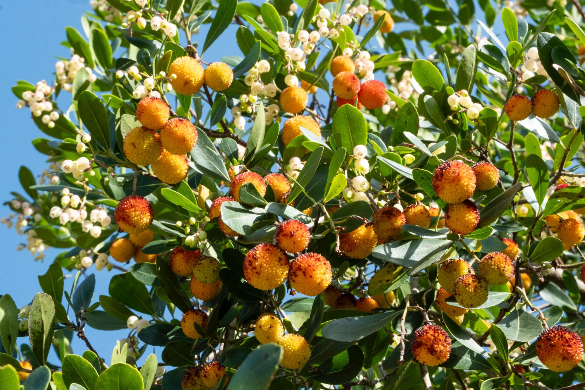 Herdade Alentejo Sabóia Odemira