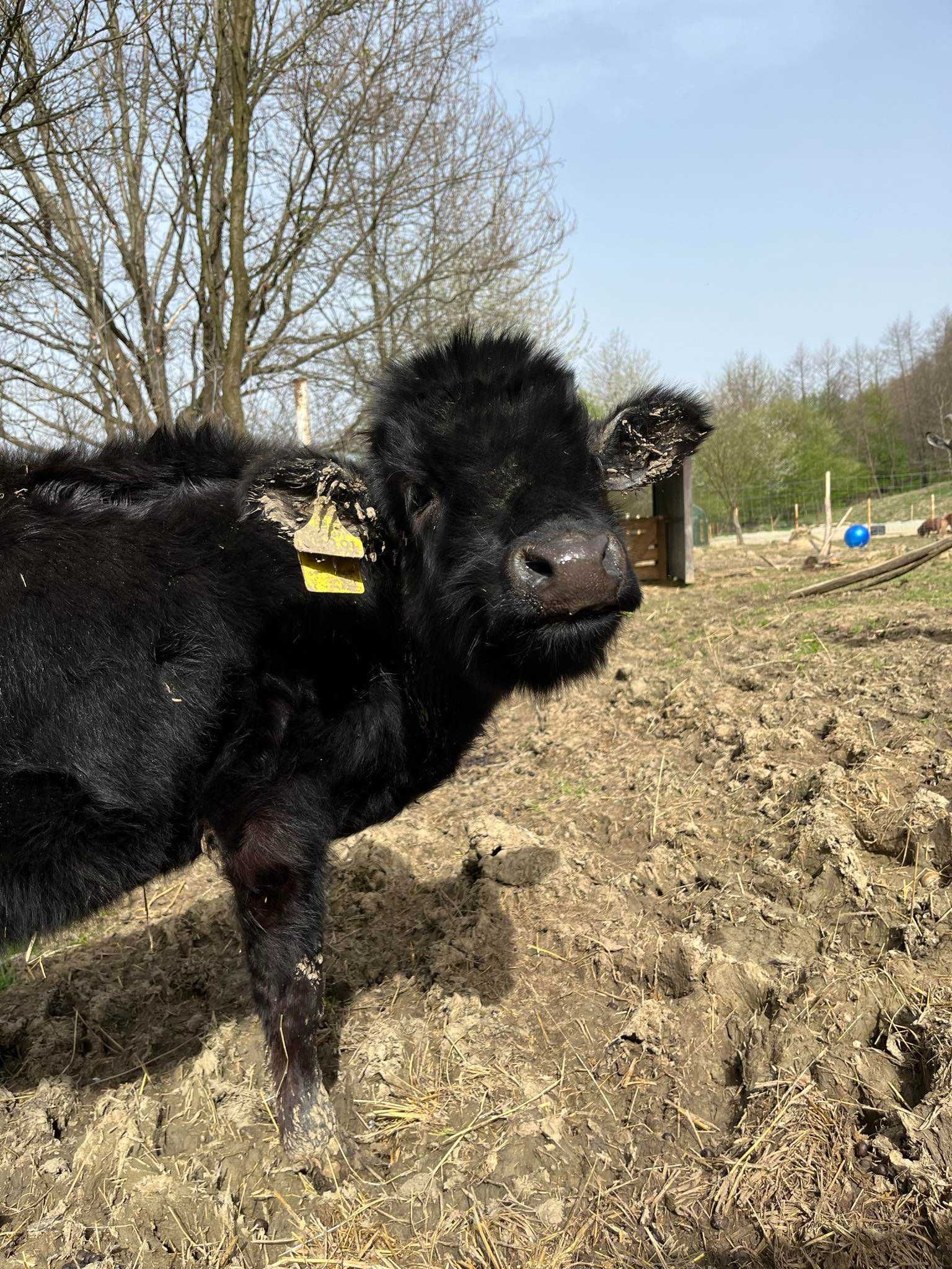 agroturystyka domek na wsi