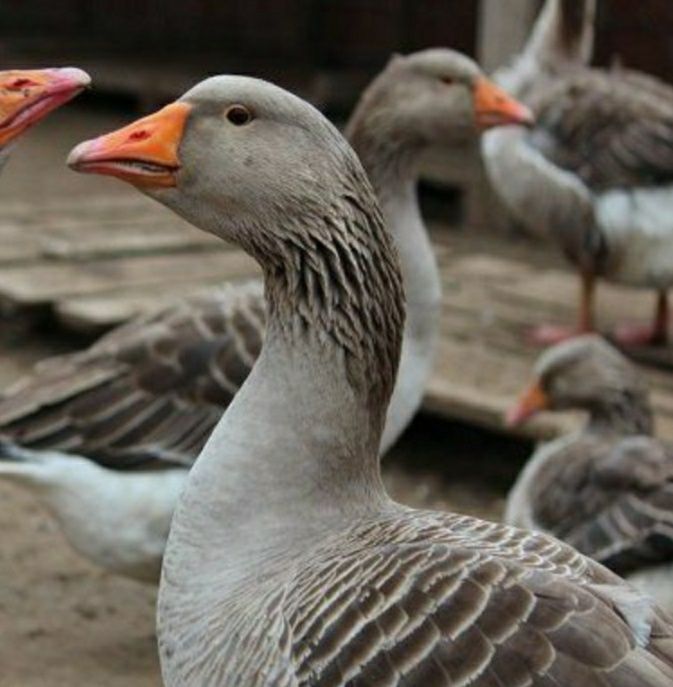 Гуси Велика Сіра