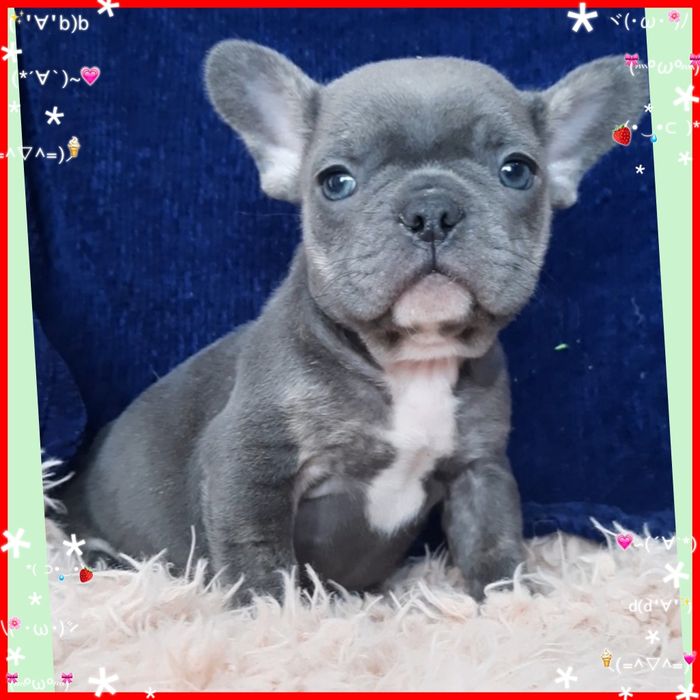 Грайливий красень