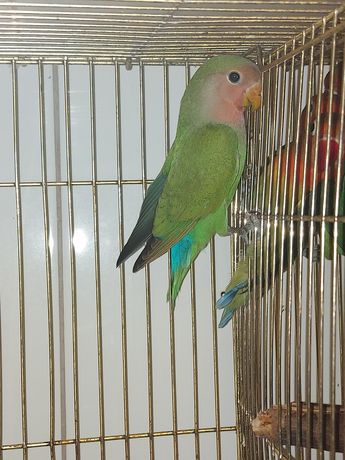 Розовощокий нерозлучник зелений, папуга