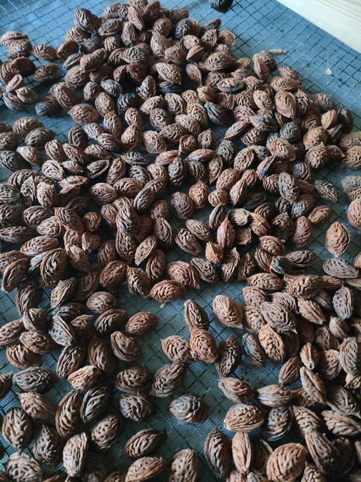 Pestki brzoskwinia / morelka B17 lub na sadzonki