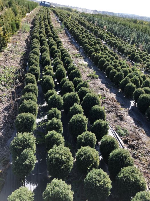 АКЦІЯ-туя Тедді, Ялівець Хіберніка, Скайрокет