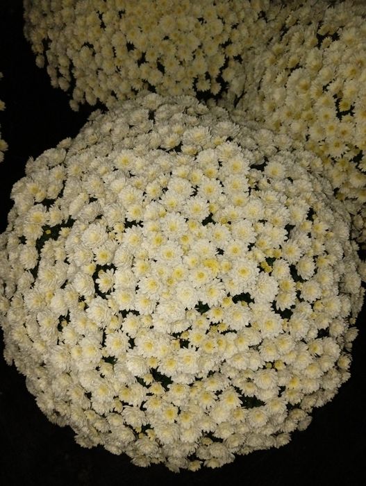 Chryzantemy doniczkowe