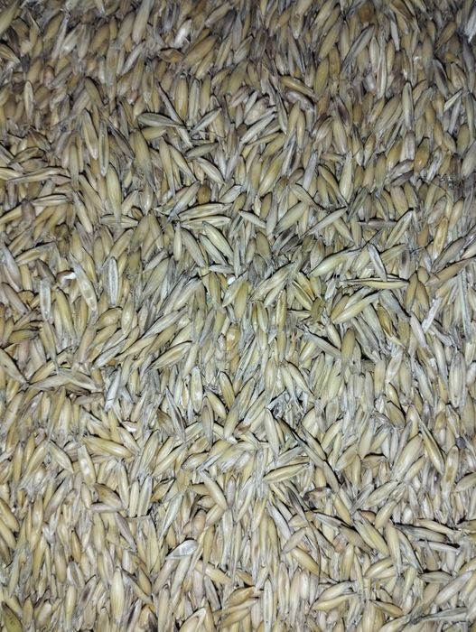 Sprzedam pszenice/ owies/ jęczmień 2025