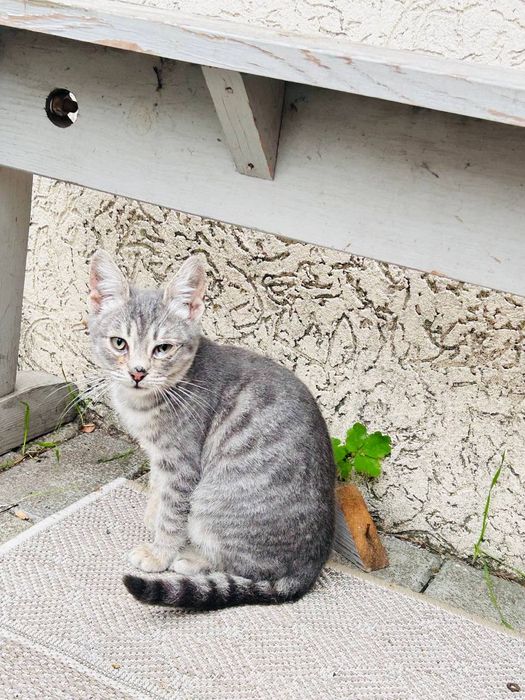 Котята, 3 місяці,корабельний рн