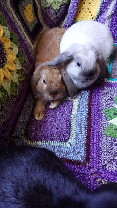 Króliczki Mini Lop, baranki miniaturowe