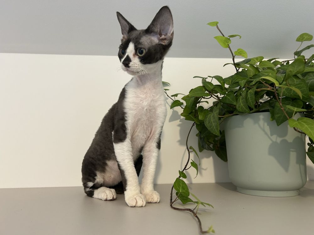 Devon rex, piękny kocur FPL,FIFE