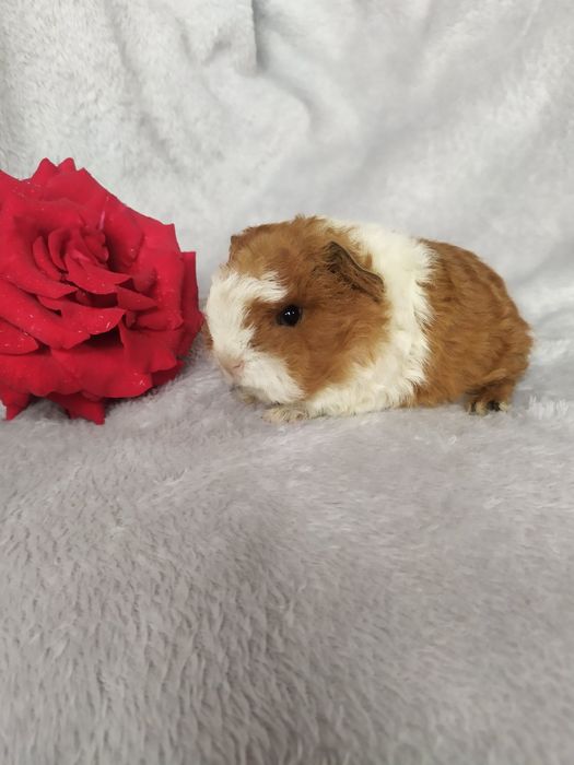 Морские свинки Мерино Тексель из питомника Margosha