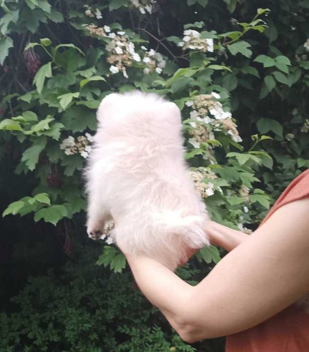 Милый Померанский мальчик из Киева