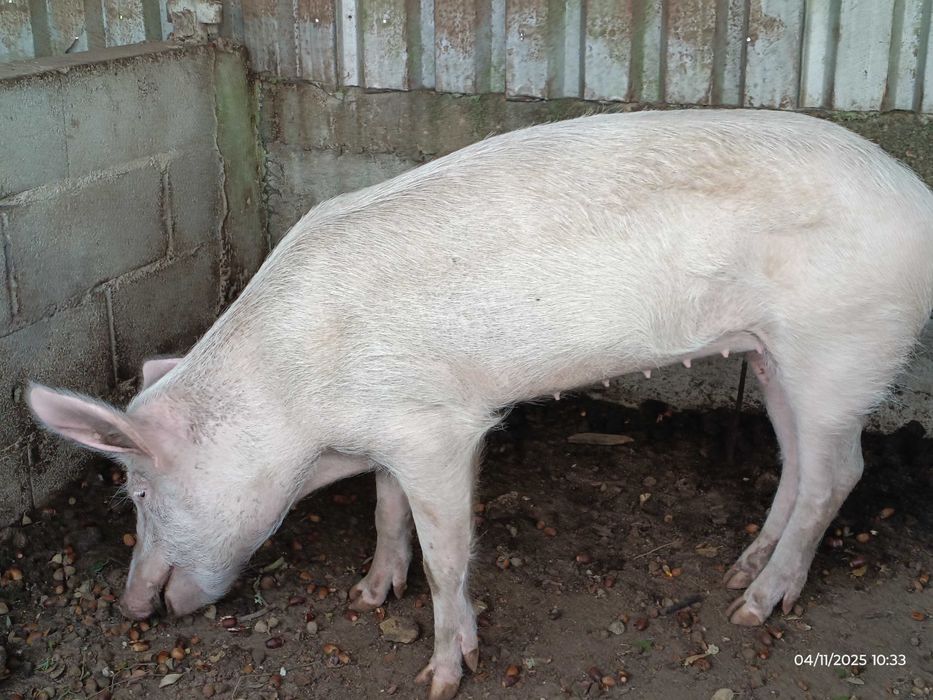 Porca Excelente Qualidade