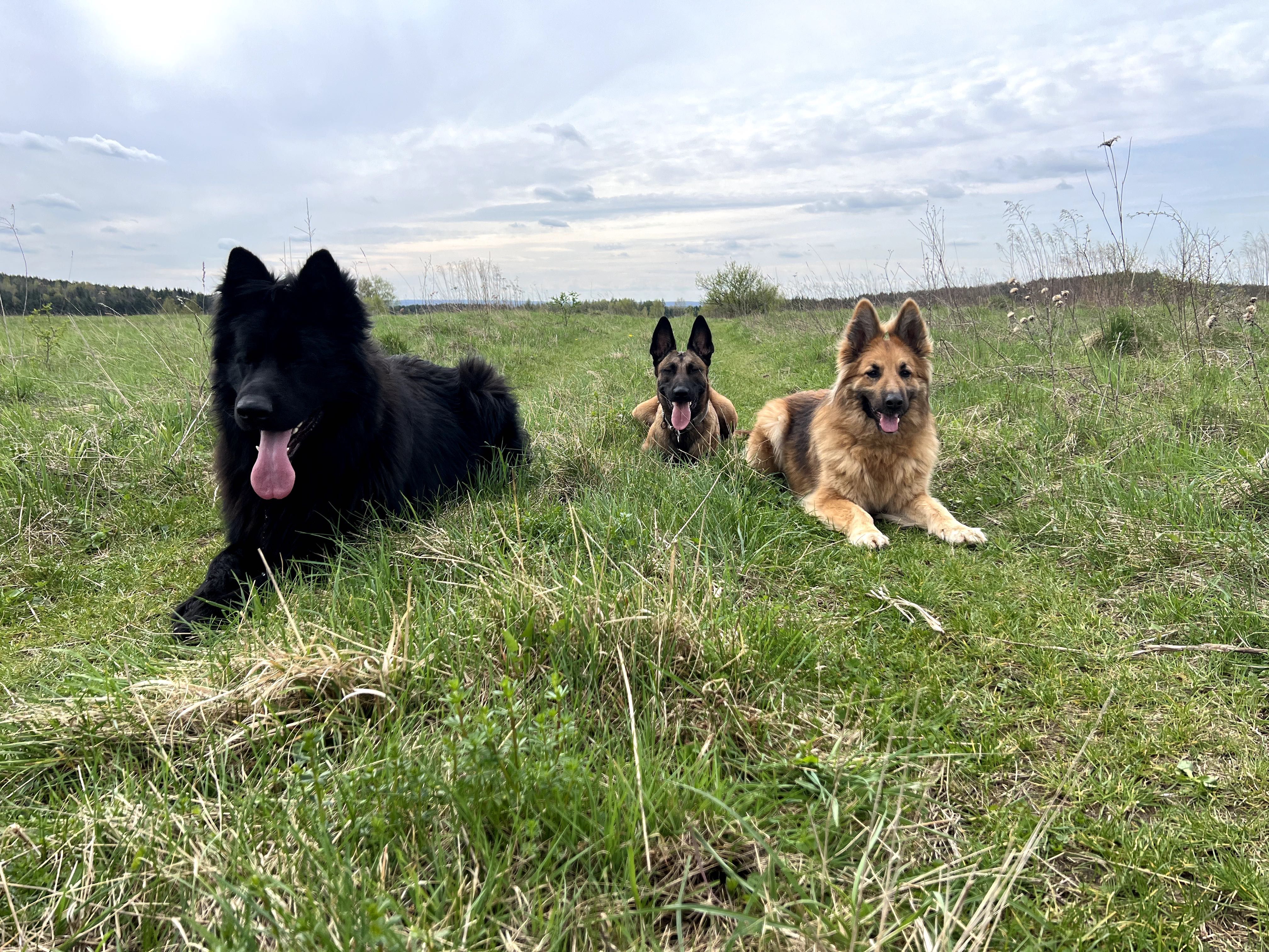 Obedience, szkolenie psów, behawiorystka