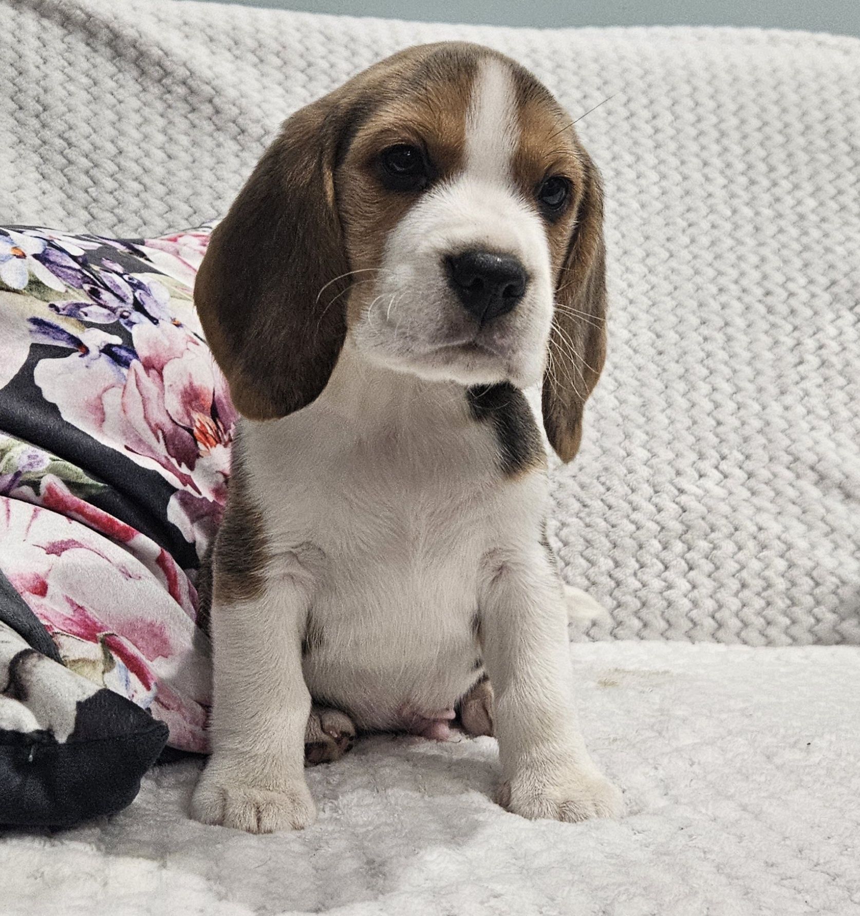 Beagle śliczny piesek Hulk ZKwP FCI