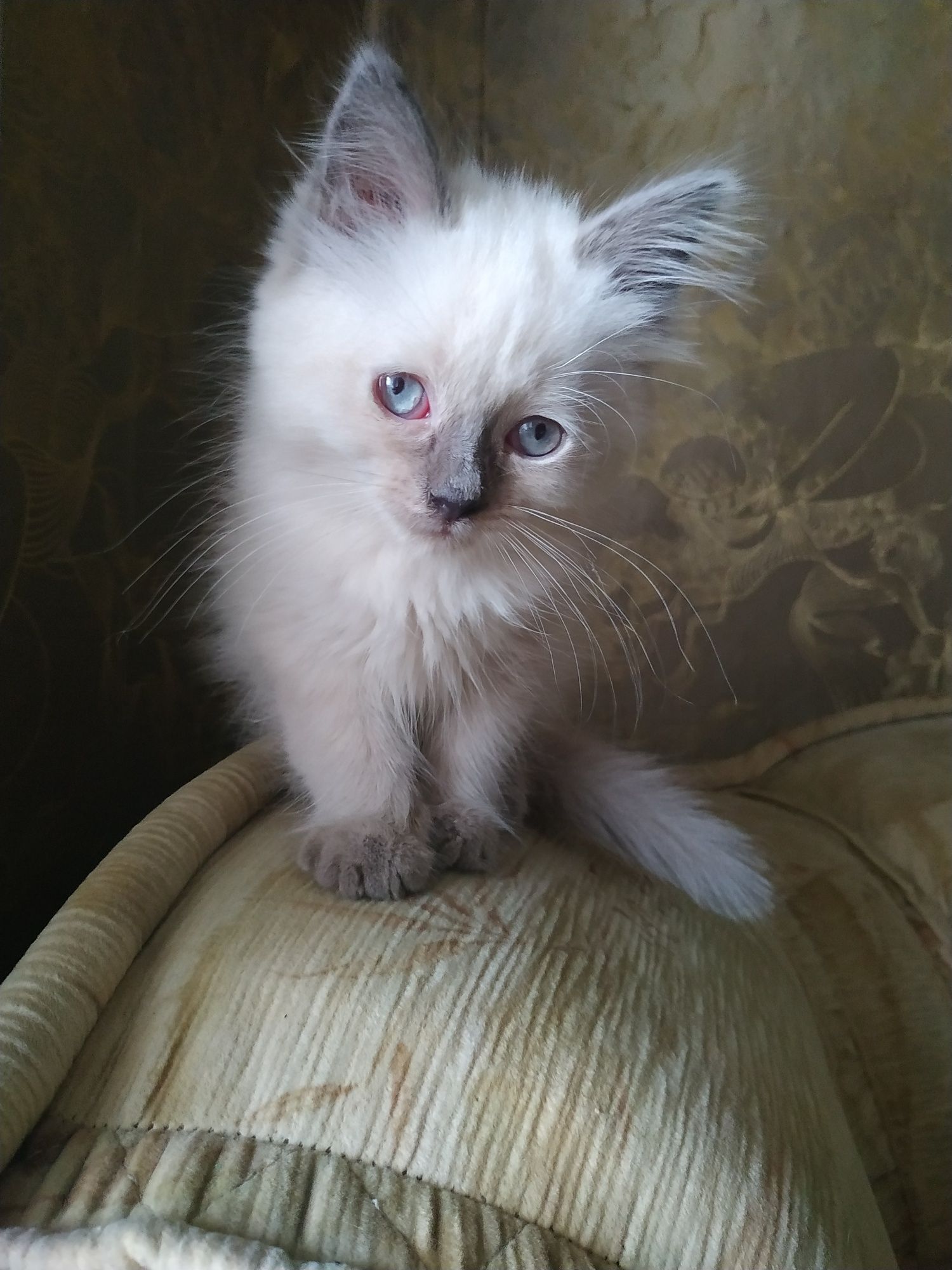 Шикарне кошенятко 2 місяці