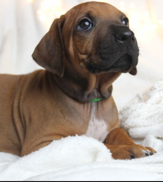 Rhodesian Ridgeback-uroczy chłopak