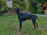 Reproduktor Manchester terrier