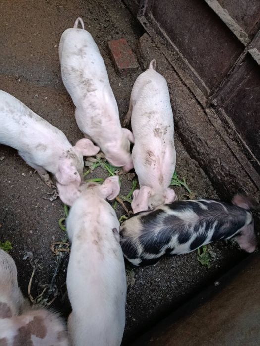 Продам поросят Ландрас