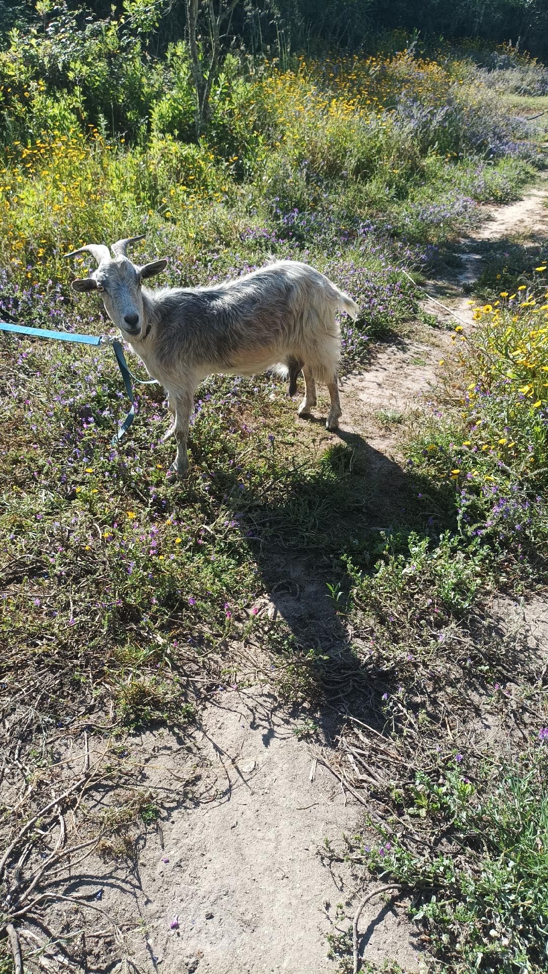 Ordenhando cabras fêmeas