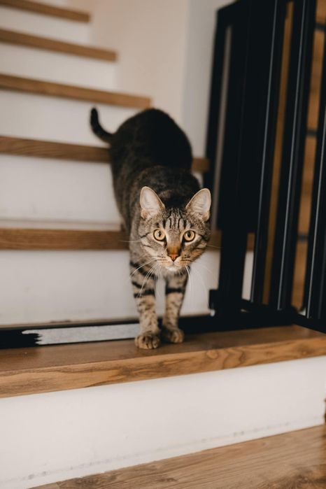 Oddam kota w dobre rece