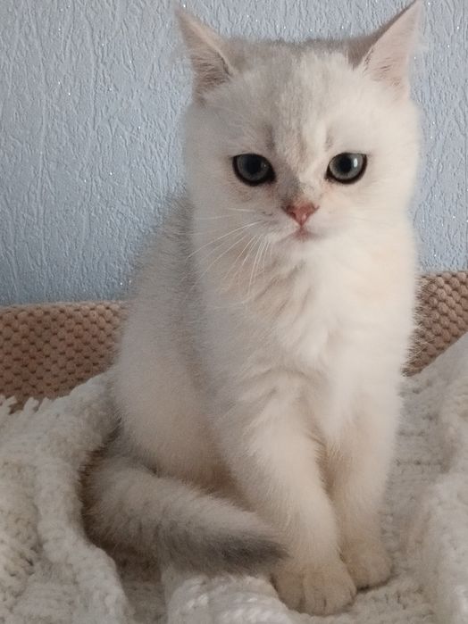 Красунчик чекає нову сім'ю