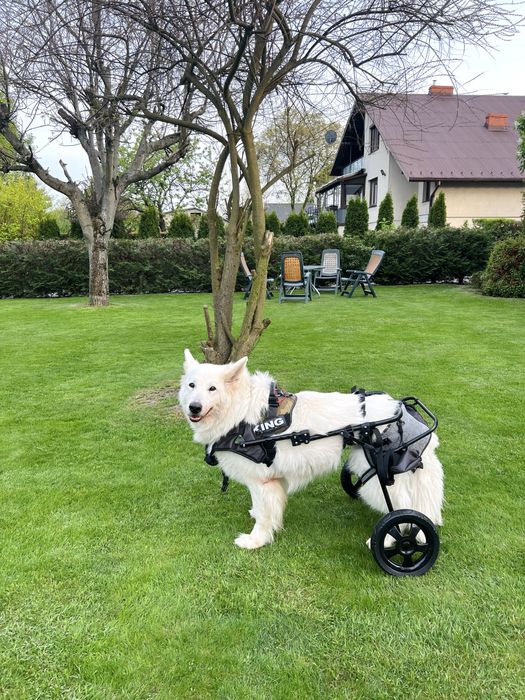 Wozek inwalidzki dla psa owczarka wiekszego psa