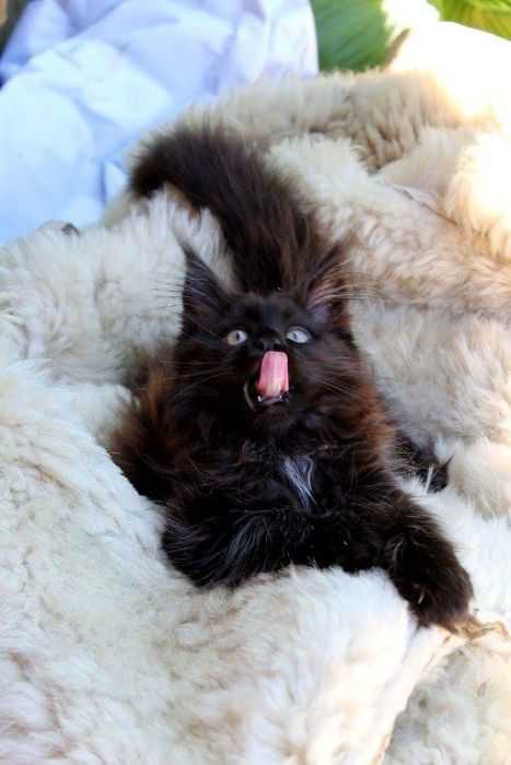 Котята породы Мейн Кун.Питомник.Документы.