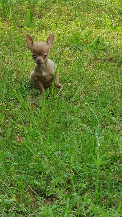 suczka chihuahua krótkowłosa