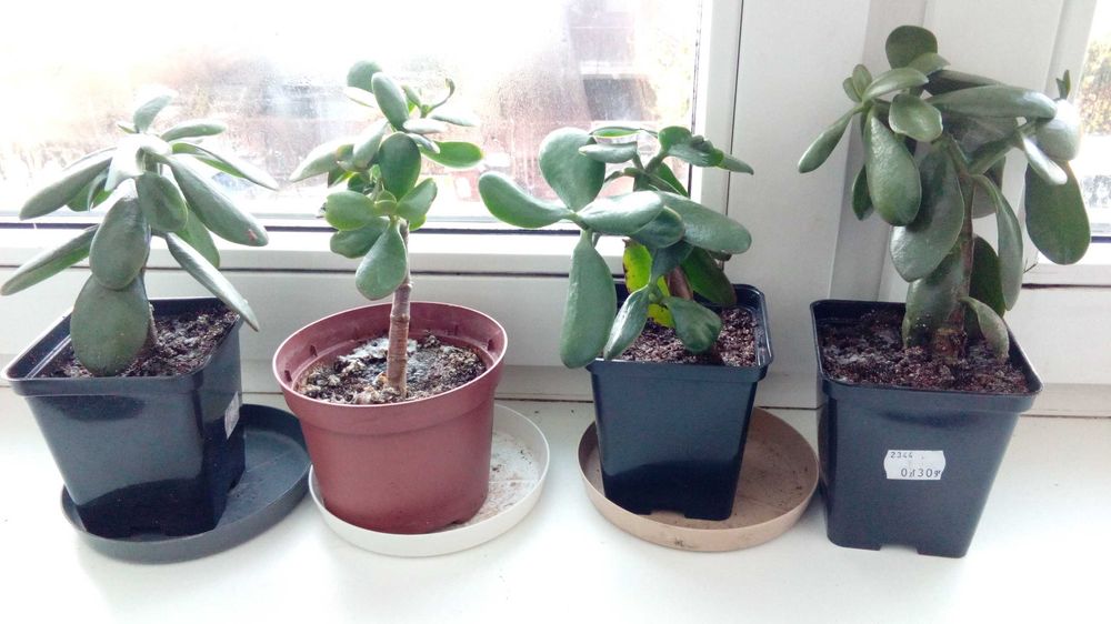 Grubosz, drzewko szczęścia