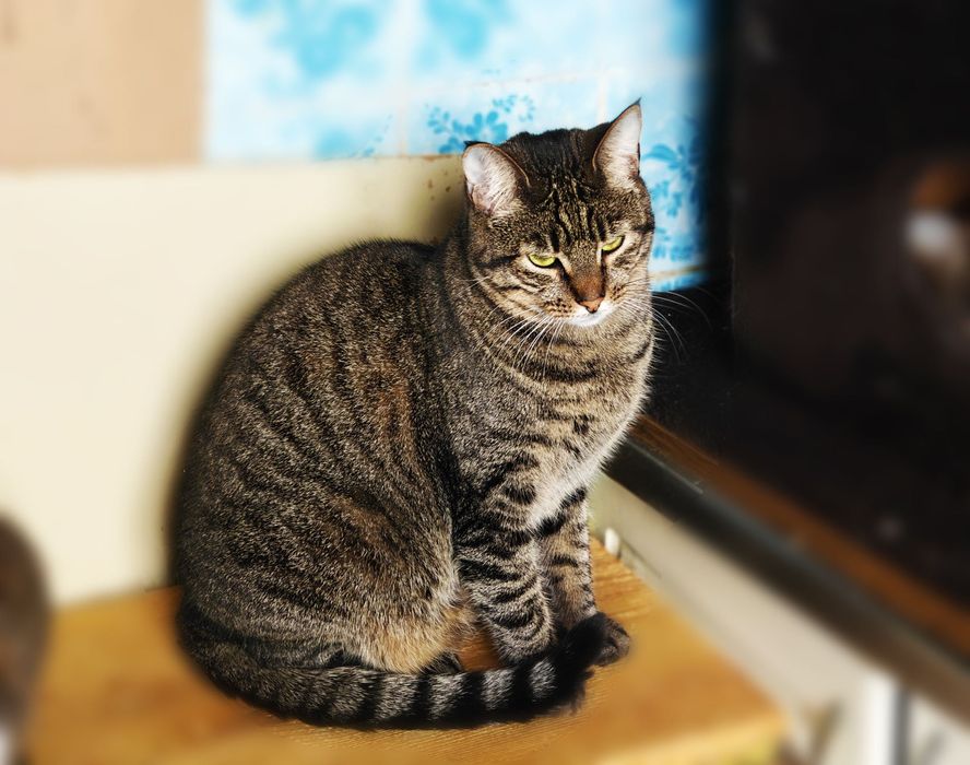 Зеленоглазая красавица Холли! 1,5 года, стерилизована( кот, кошка)