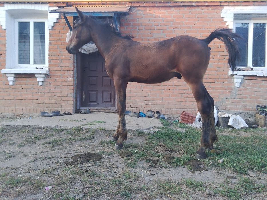 Продам молодого жеребчика