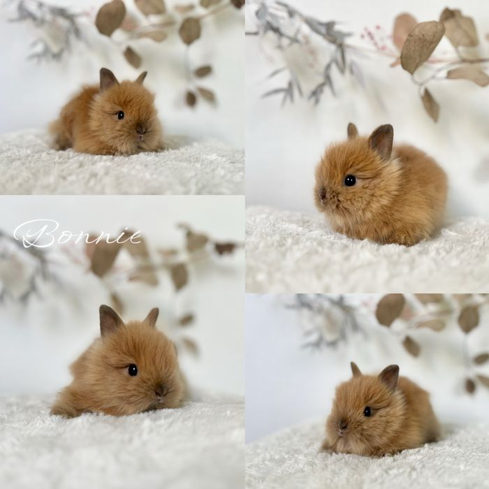 Króliczek Króliczki mini lop oraz Karzełki Teddy