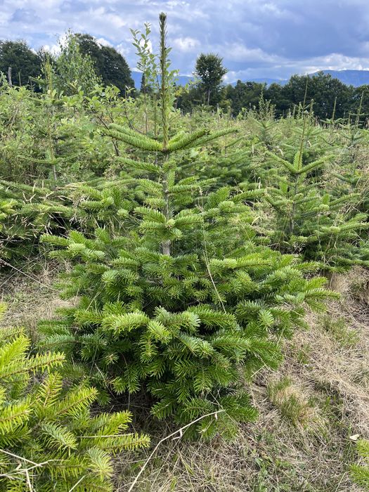 Jodła kaukaska 100-200 cm choinki zywoplot