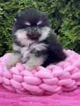 ***Szpic miniaturowy,pomeranian,piesek***