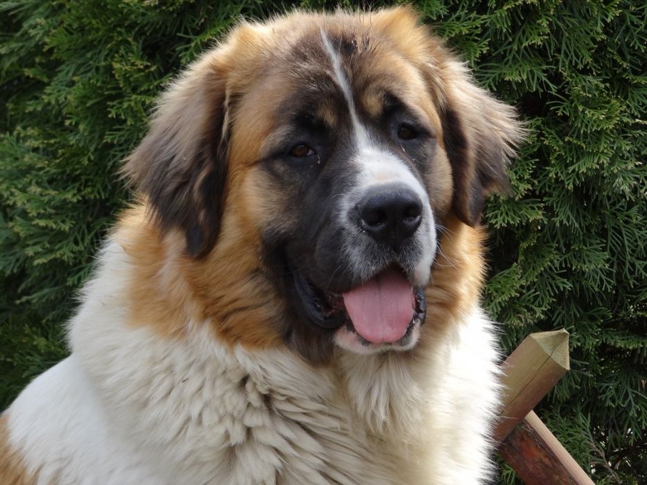 Moskiewski pies stróżujący z Rodowodem Nie Owczarek Kaukaz Bernardyn