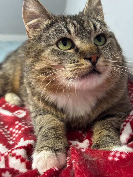 Kotka do adopcji. Westalka pragnie szczęścia